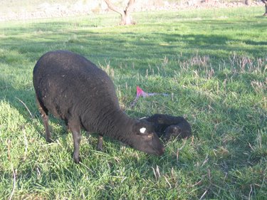 Bron is carefully checking her ram lamb as he lays in the grass. 