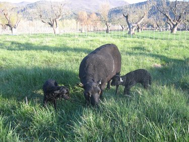 Belinda  the ewe is standing with her twin lambs on either side. 