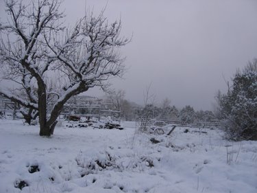 A good layer of snow covers the ground, trees, and fences. 