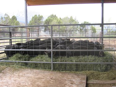The rams are all together in one small pen full of hay.