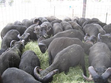The rams are all penned together in a small space to familiarize themselves with each other.