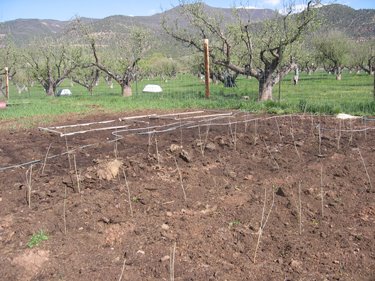 The locust saplings are growing temporarily in a tilled field. 