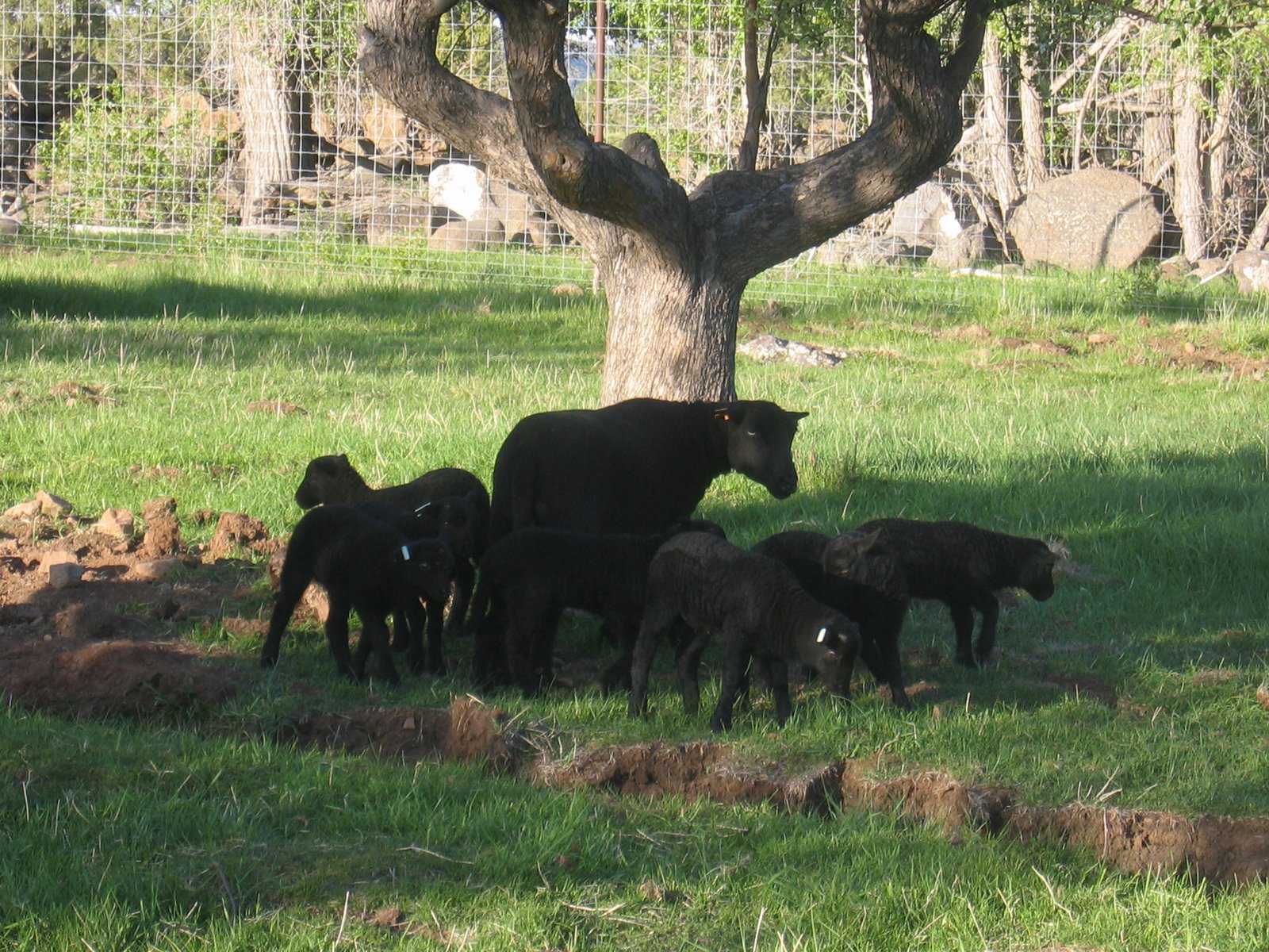 This ewe is busy watching over several small lambs.
