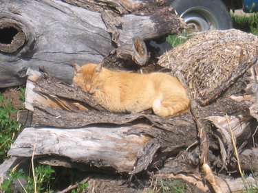 Orange the outside cat is enjoying a nap in the sun, cradled in an apple stump. 