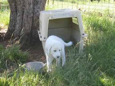 The new puppy, an Akbash, is cute, small, and white.