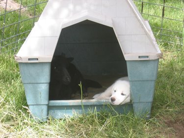 Both a sheep and a dog are resting together in this animal house. 