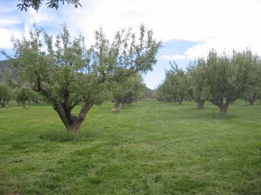 The orchard pasture has been mowed to "reset" the grass.
