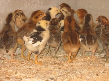 Chickens