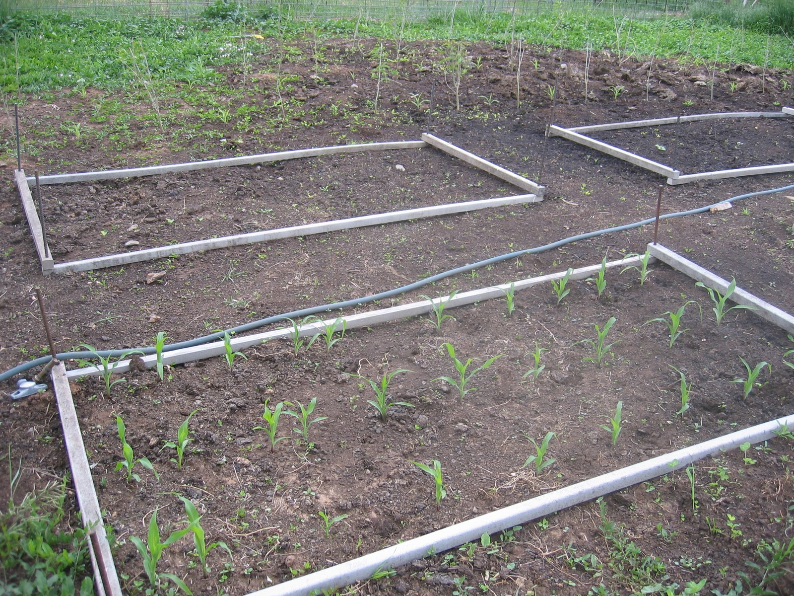 The sprouts in these beds seem to be growing well. 