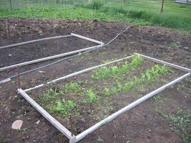 The sprouts in these beds seem to be growing well. 