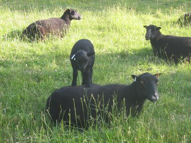 This lamb is playing hop-on-mom. 