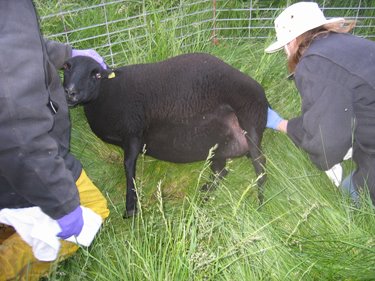Oogie is checking Cerridwyn for the proper positioning of her first lamb. 