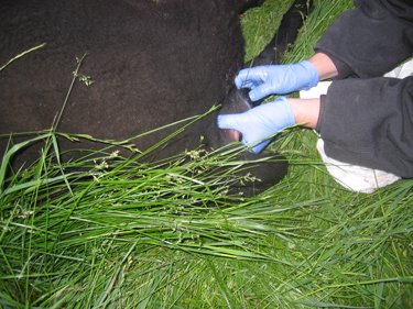 Oogie is checking Cerridwyn for the proper positioning of her first lamb. 