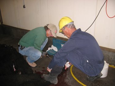 Ken and the veterinarian work together to remove the horns from this ram.