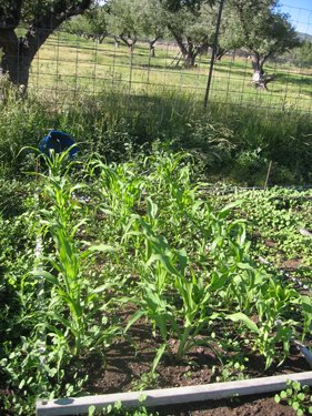 The corn is knee-high by july!