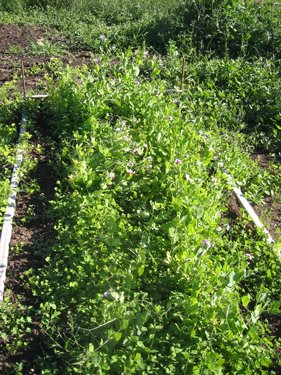The peas are blooming and growing well.