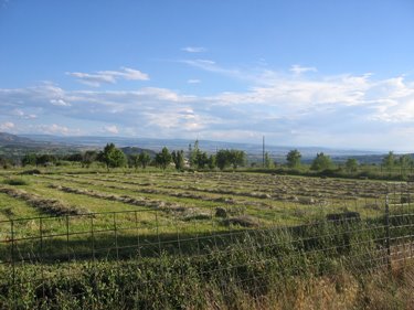 The hayfield has been cut.