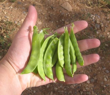 Oogie holds a handful of harvested peas for the camera.