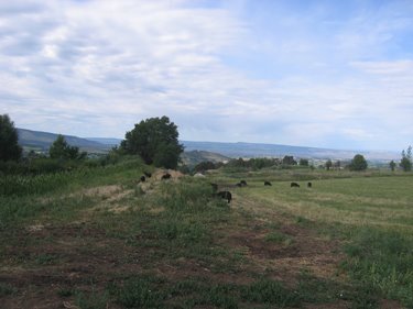 The rams are out on pasture, eagerly devouring the hay what wasn't cuttable by machine.