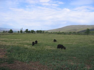 The rams are enjoying their lush pasture.