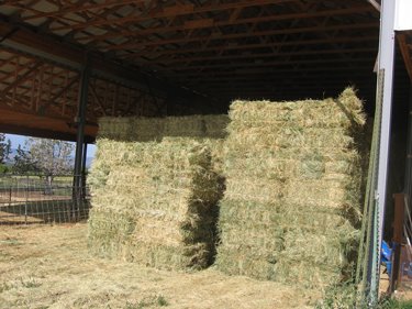 Hay bales are stacked high in the barn.