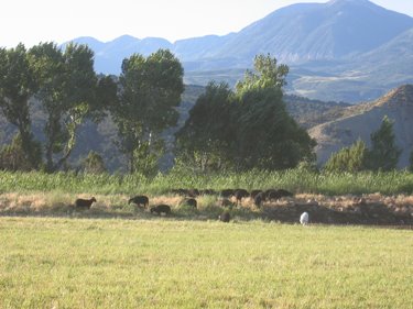 Winnie is patiently babysitting the rams as they graze the front pear pasture. 