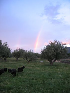 A gorgeous early-morning rainbow over the orchard. 