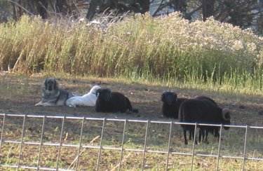 Becky and Harri babysit the rams together, keeping a close watch over them. 