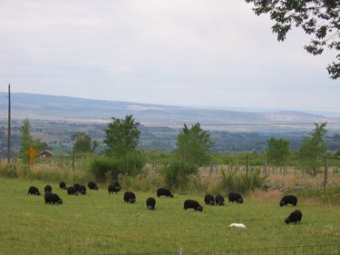 Harri's white form can be seen laying in the pasture with the rams. 