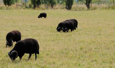 Black Welsh Mountain rams graze peacefully in their pasture. 