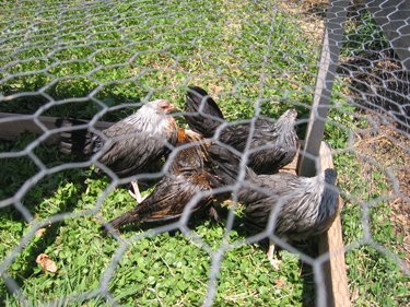 The remainder of the hens huddle in a sunny corner of their run, slowly air-drying.