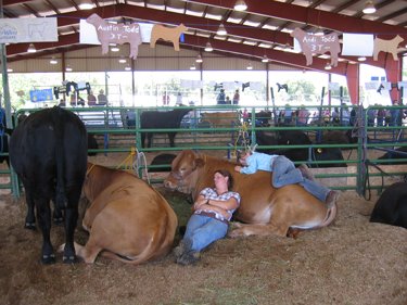 Several fair exhibitors rest and nap with their livestock.