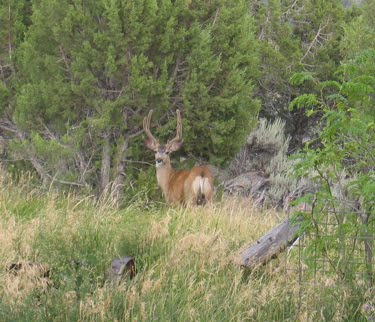 Our First Buck of the Season
