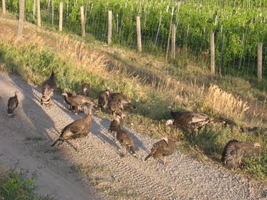 A flock of wild turkeys mills about on the road. 
