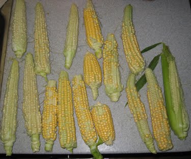 Several ears of patchy corn sit on a counter.