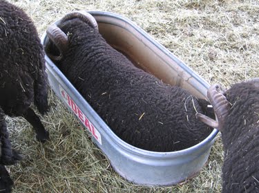 This ram is taking a relaxing nap in an empty water tank.