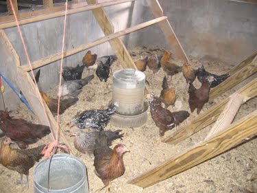 The new laying hens, enjoying their coop. 