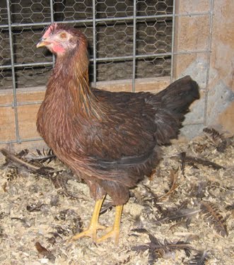 A Welsummer, posing for the camera. 
