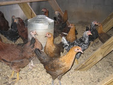 The new hens look a bit wary of the camera. 
