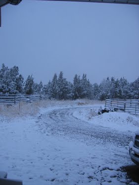 There's a thin layer of snow on the ground and trees.