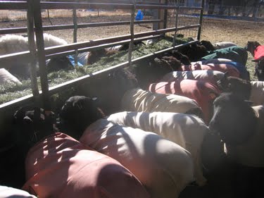 Feeding Sheep