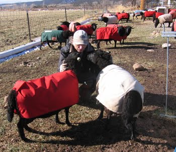 Ken sits with two ewes after the AI procedure.
