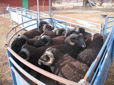 The rams are clustered tightly together in the sweep, ready for collection.