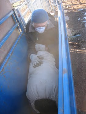 Ken is diligently holding the ewes in the chute as they are AI'd.