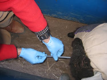 This ewe is in the process of being artificially inseminated.