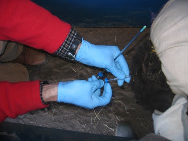 This ewe is in the process of being artificially inseminated.
