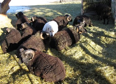 Winnie the livestock guardian dog is sandwiched between several black rams. 