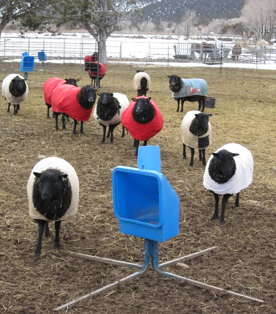 A group of young and old ewes in winter coats stands together in a pasture. 