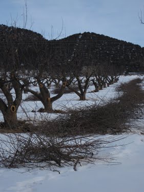 A view of the freshly-pruned apple orchard, with plenty of brush that needs burning. 