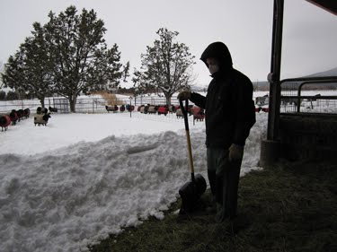 These snow drifts are nearly waist high.